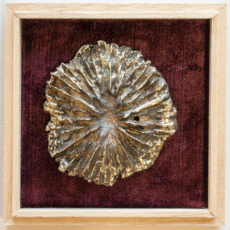 Bladdoosje: 'Zeevrucht'